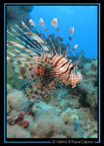Flying Pterois in the Red Sea. 
Canon G9 by Raoul Caprez 